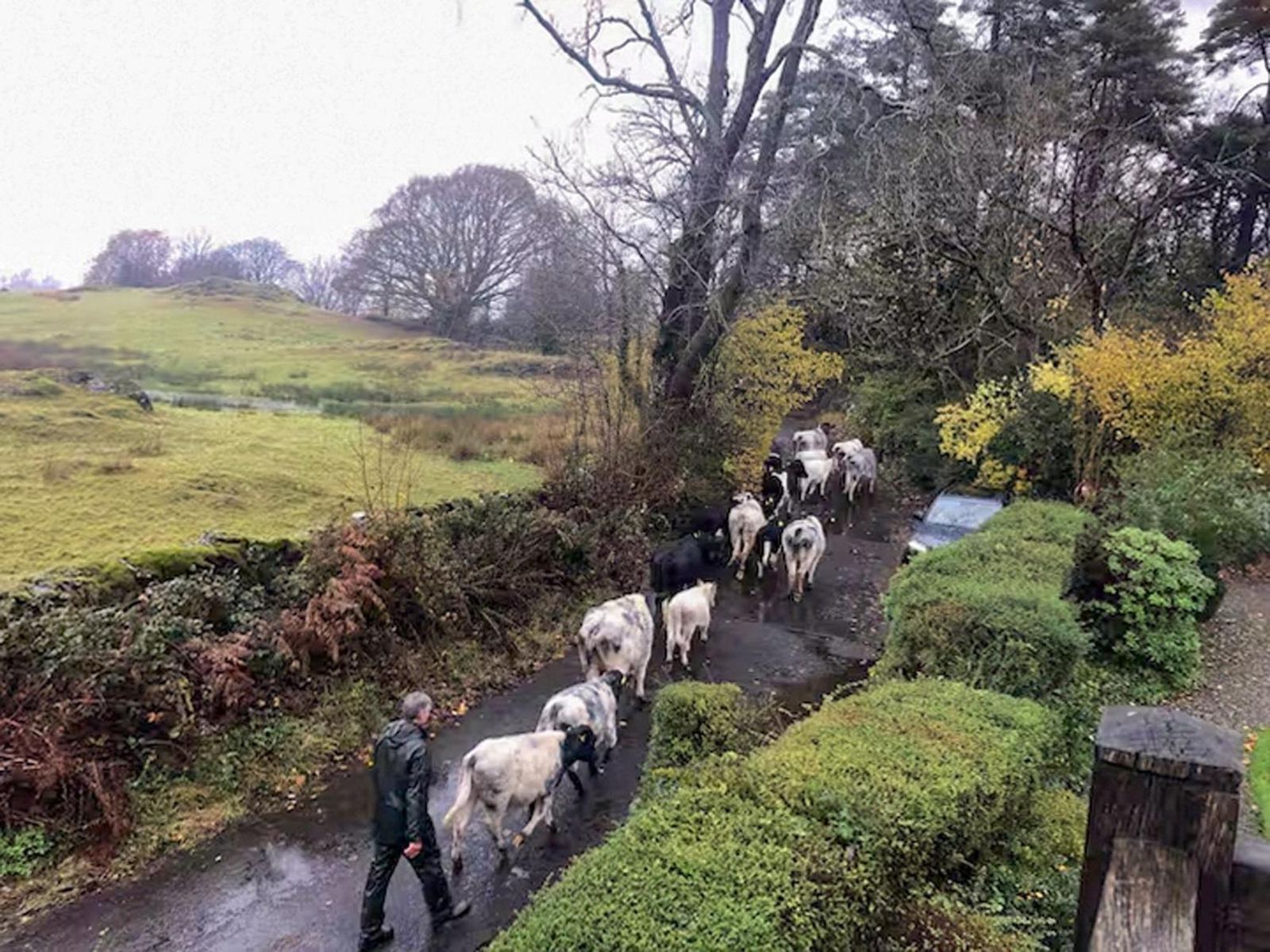 Cattle being moved along a country lane near Lickbarrow Lodge